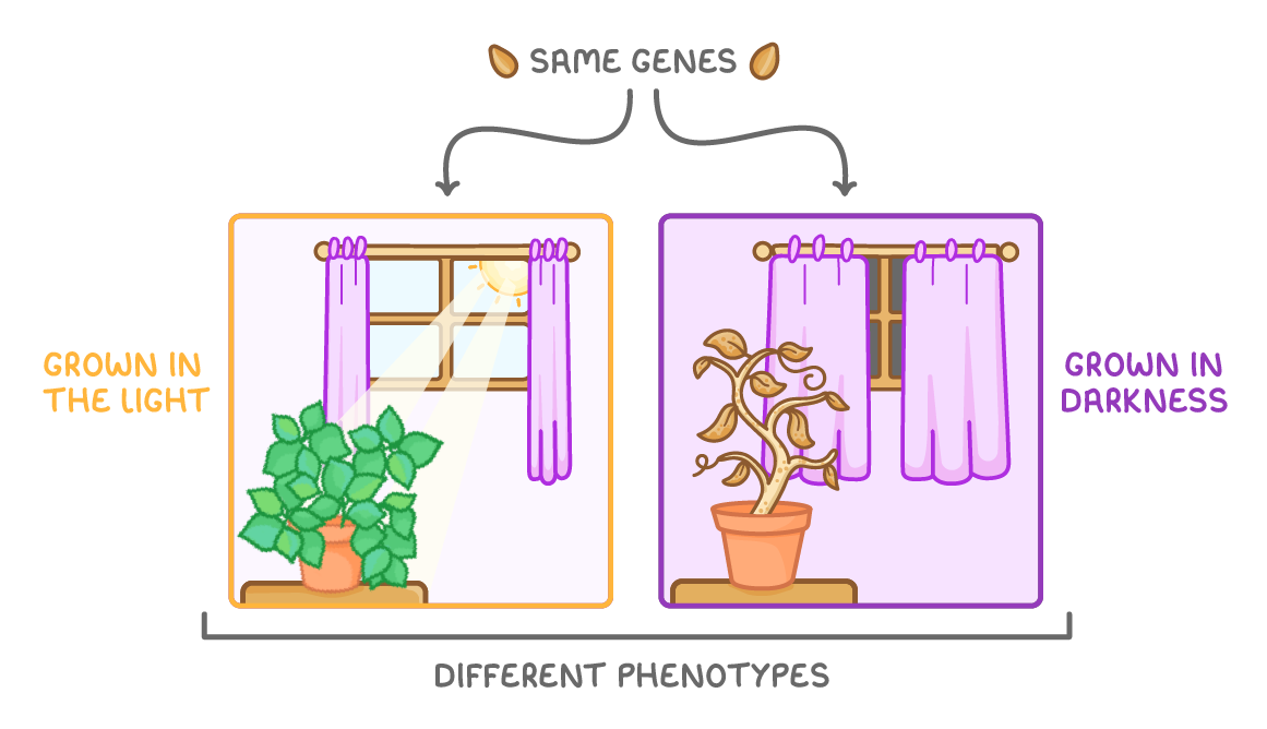 Two seeds labelled same genes point to two window scenes, one lush green plant grown in the light and one tall spindly yellowing plant grown in darkness, bracketed below different phenotypes.