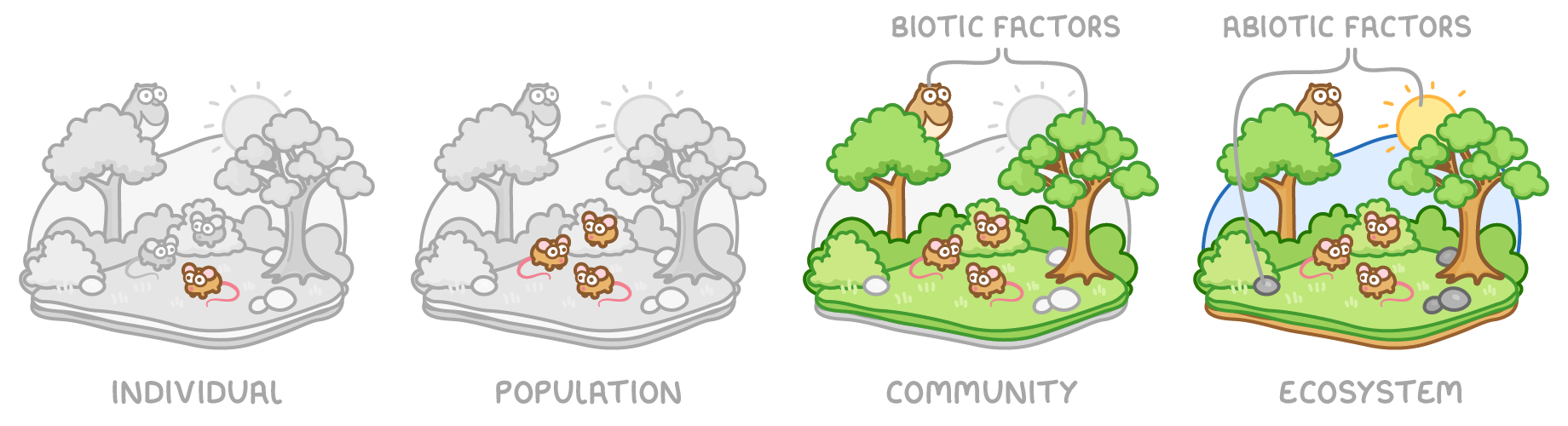 Four field scenes side by side labelled individual, population, community and ecosystem, each adding more in colour: one mouse, several mice, mice with trees marked biotic factors, then sun and water marked abiotic factors.