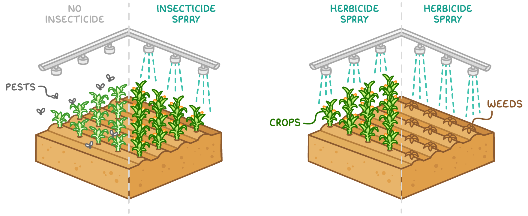 Two field blocks with spray bars above: one half labelled no insecticide has pests on weak crops, the sprayed half is healthy; the other block shows herbicide spray killing brown weeds beside green crops.