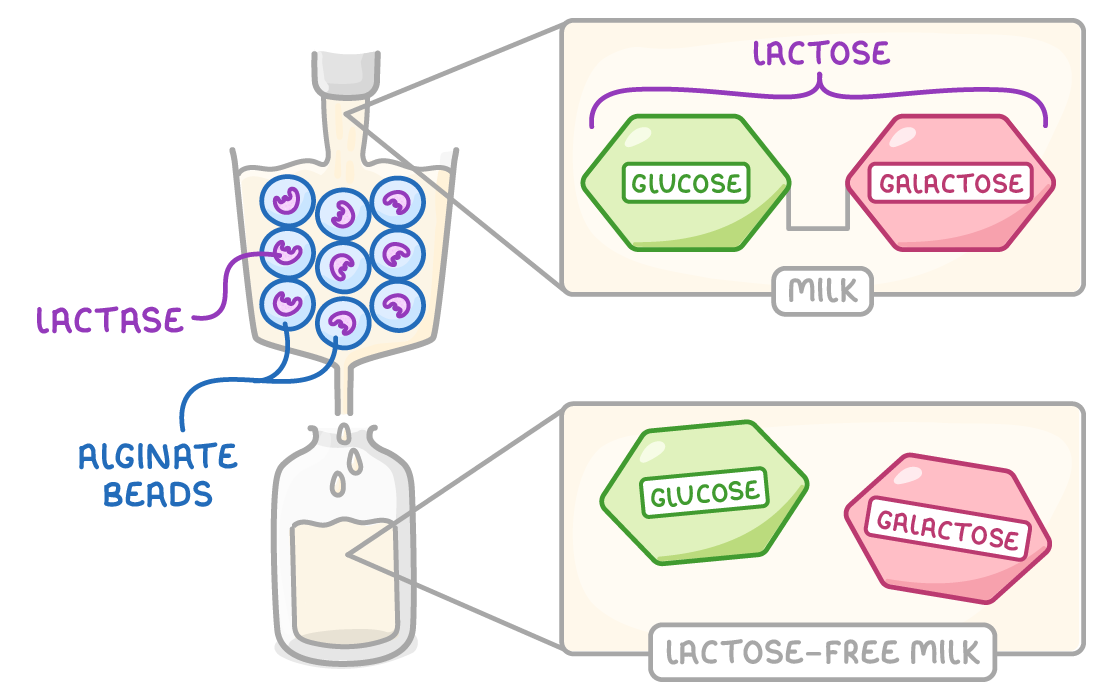 A funnel of blue beads labelled lactase and alginate beads, milk dripping into a bottle below, with insets showing lactose as joined glucose and galactose in milk, then separated in lactose-free milk.
