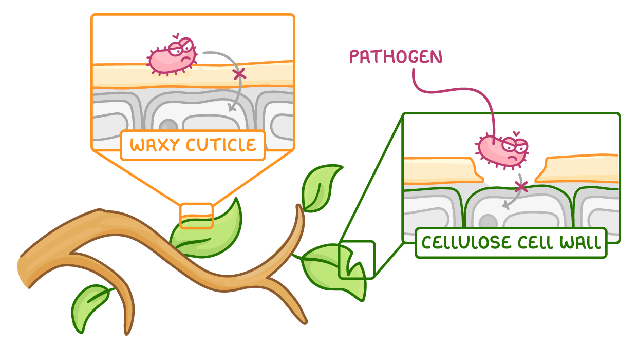 A leafy branch with two close-ups of a leaf edge, one labelled waxy cuticle and one labelled cellulose cell wall, each showing a cartoon pathogen blocked by a cross from getting in.