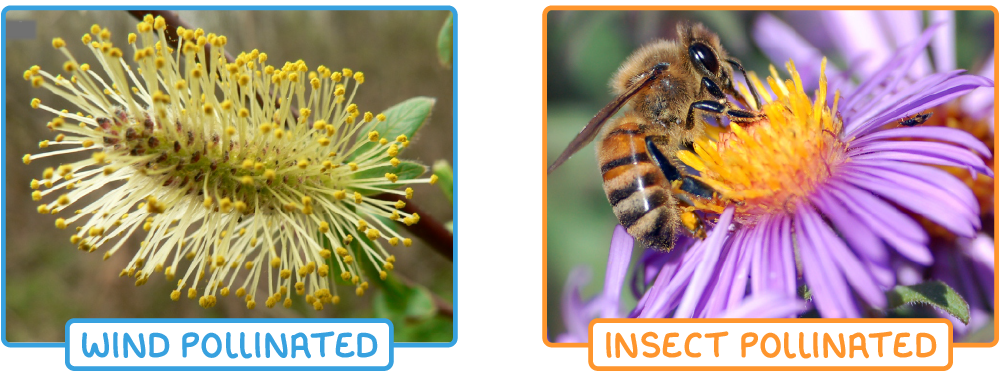 Two photographs side by side: a pale catkin covered in yellow-tipped stamens, labelled wind pollinated, and a bee on the orange centre of a purple flower, labelled insect pollinated.