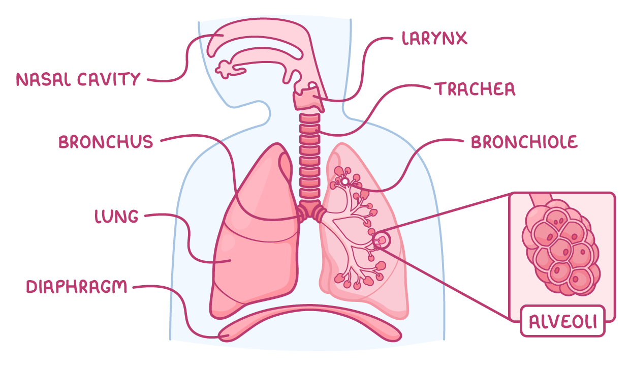 An outline of the head and chest showing the airway and lungs, labelled nasal cavity, larynx, trachea, bronchus, bronchiole, lung and diaphragm, with a boxed close-up of air sacs labelled alveoli.