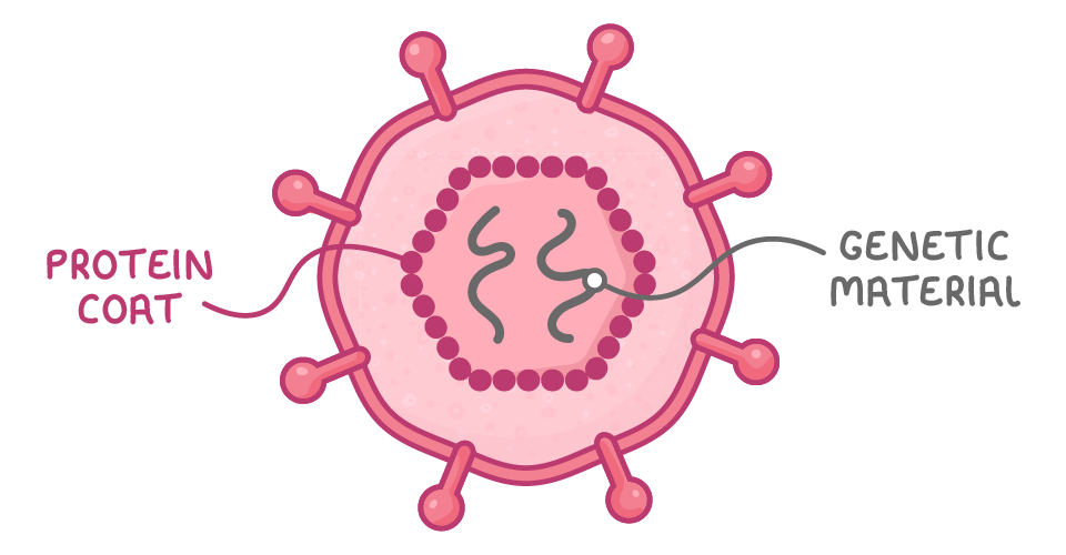 A round virus particle with knobbed spikes around its edge, its outer layer labelled protein coat and the wavy strands inside the ring at its centre labelled genetic material.