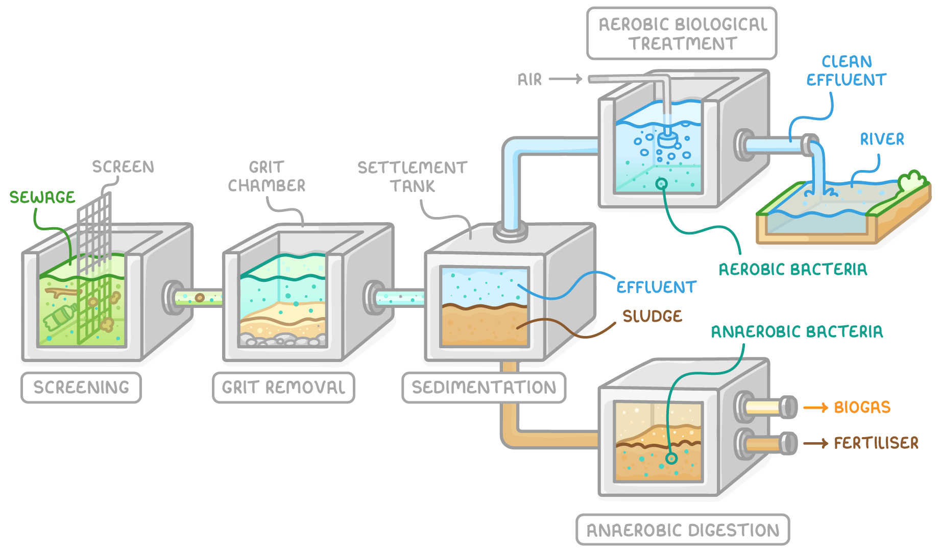 Sewage passes through screening, grit removal and sedimentation tanks; effluent is aerated with aerobic bacteria and flows to a river as clean effluent, while sludge goes to anaerobic digestion, giving biogas and fertiliser.