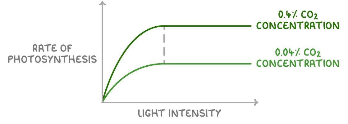 A graph of rate of photosynthesis against light intensity with two lines that rise then level off, the higher plateau labelled 0.4% CO2 concentration and the lower 0.04% CO2 concentration.