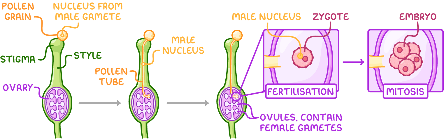 Four stages across a stigma, style and ovary: a pollen grain lands, a pollen tube grows down to an ovule, then close-ups labelled fertilisation and mitosis show a zygote and an embryo.