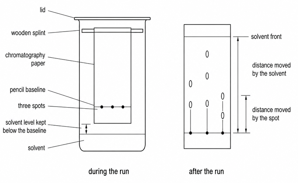 During the run, paper hangs from a wooden splint with pencil baseline and three spots above the solvent; after the run, arrows mark distance moved by the solvent and by the spot.