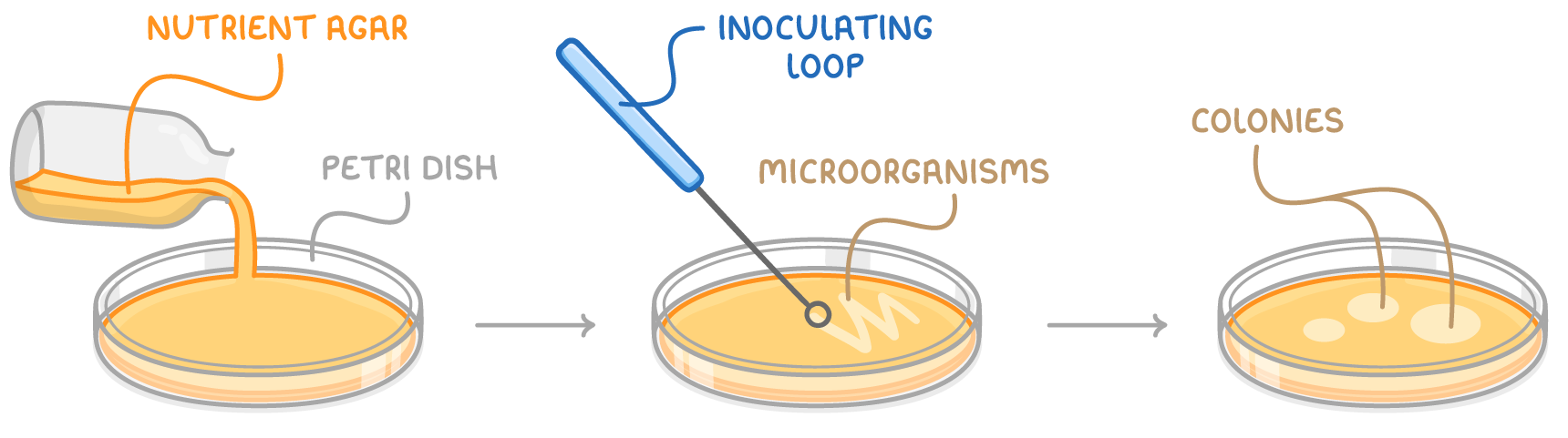 Three steps left to right: nutrient agar poured from a bottle into a petri dish, an inoculating loop streaking microorganisms across the set agar, then the dish with three pale round patches labelled colonies.
