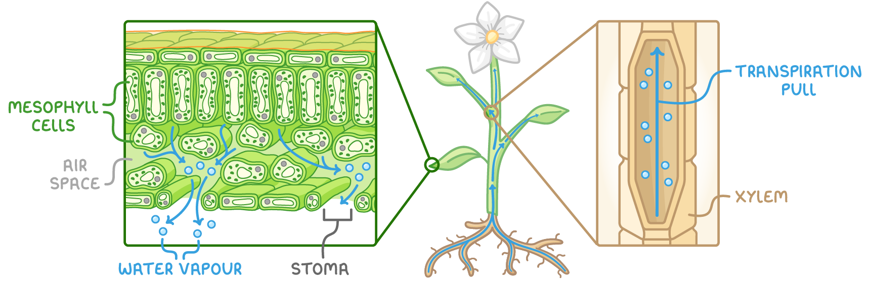 An enlarged leaf cross-section beside a plant, with blue arrows leaving the mesophyll cells and out of a stoma as water vapour, and a second enlargement of the xylem labelled transpiration pull.