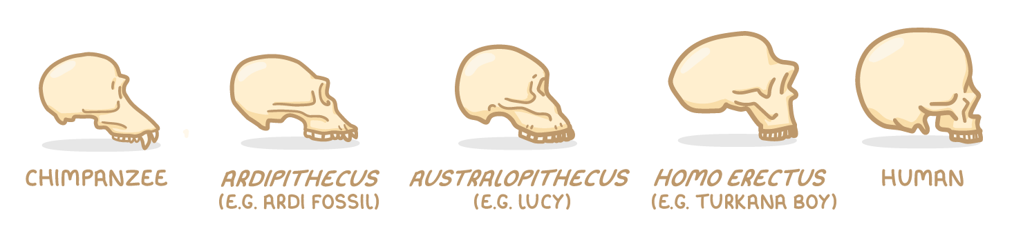 Five skulls in side view, the braincase growing and the jaw flattening from left to right, labelled chimpanzee, Ardipithecus (e.g. Ardi fossil), Australopithecus (e.g. Lucy), Homo erectus (e.g. Turkana Boy) and human.
