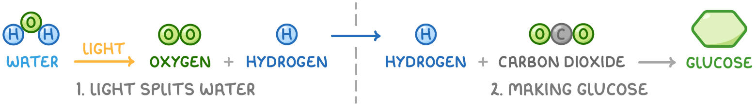 Two panels split by a dashed line, the left one labelled 1. light splits water showing water becoming oxygen and hydrogen, the right one 2. making glucose showing hydrogen and carbon dioxide giving glucose.