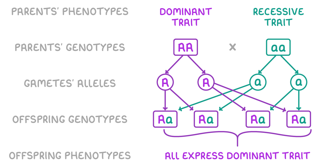 Five labelled rows: parents' phenotypes dominant trait and recessive trait, parents' genotypes AA and aa, gametes' alleles A, A, a and a, criss-cross arrows to four Aa offspring genotypes, and all express dominant trait.