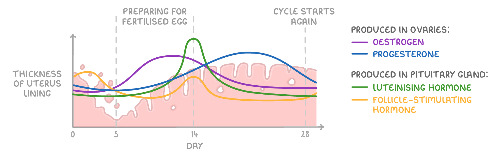 Four hormone curves over a 28-day cycle, drawn over shaded uterus lining thickness: oestrogen and progesterone produced in ovaries, luteinising and follicle-stimulating hormone produced in pituitary gland, luteinising hormone peaking at day 14.