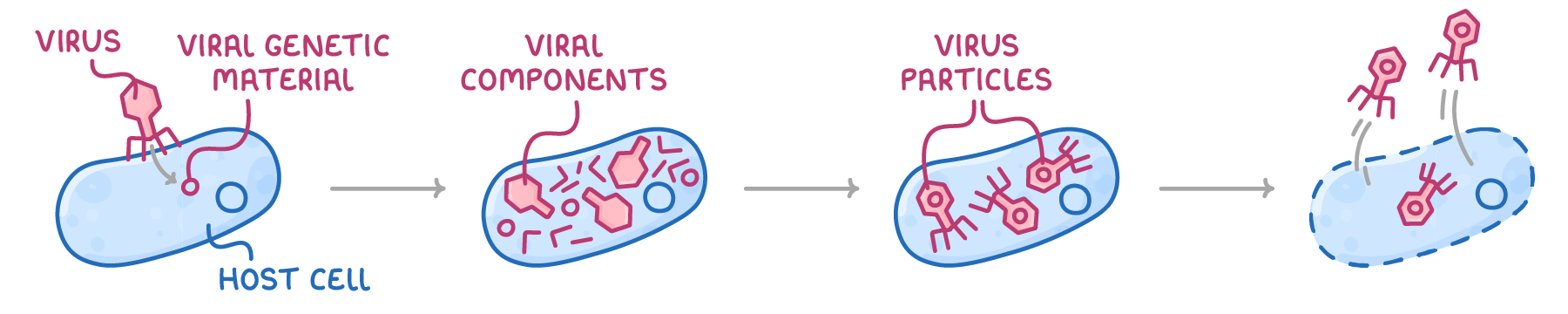 Four stages linked by arrows: a virus injects viral genetic material into a host cell, the cell fills with viral components, these become virus particles, and the cell splits open to release them.