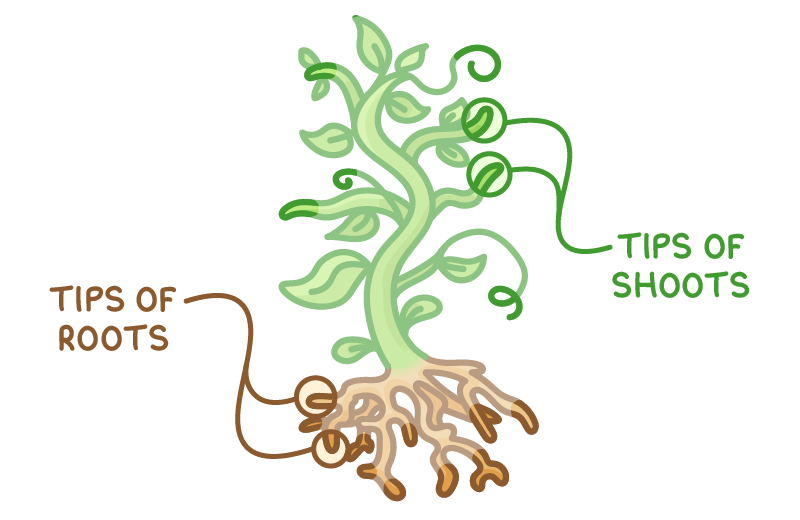 A green plant with roots below ground, two circles on the shoot tips labelled tips of shoots and two circles on the root tips labelled tips of roots.