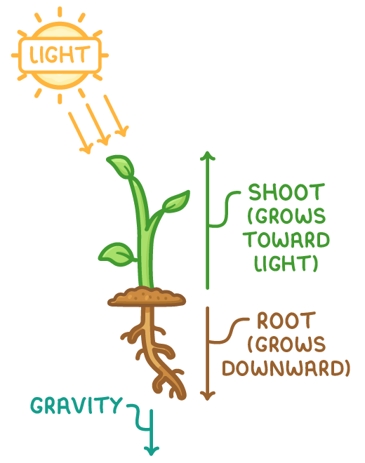 A seedling in soil lit from a sun labelled light, with an upward arrow labelled shoot (grows toward light), a downward arrow labelled root (grows downward), and a downward arrow below the root labelled gravity.