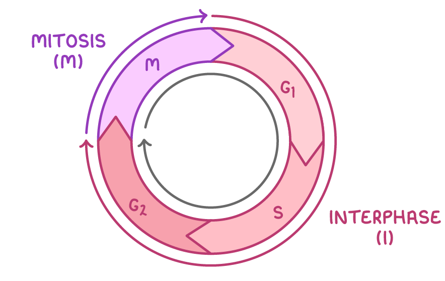 A ring of arrow-shaped segments running clockwise: three pink ones labelled G1, S and G2 grouped under interphase, and a smaller purple one labelled M under mitosis, around a central clockwise arrow.