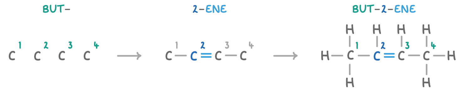 Three stages left to right under the headings but-, 2-ene and but-2-ene: four numbered carbons alone, then a double bond added between carbons 2 and 3, then the finished structure with hydrogens.