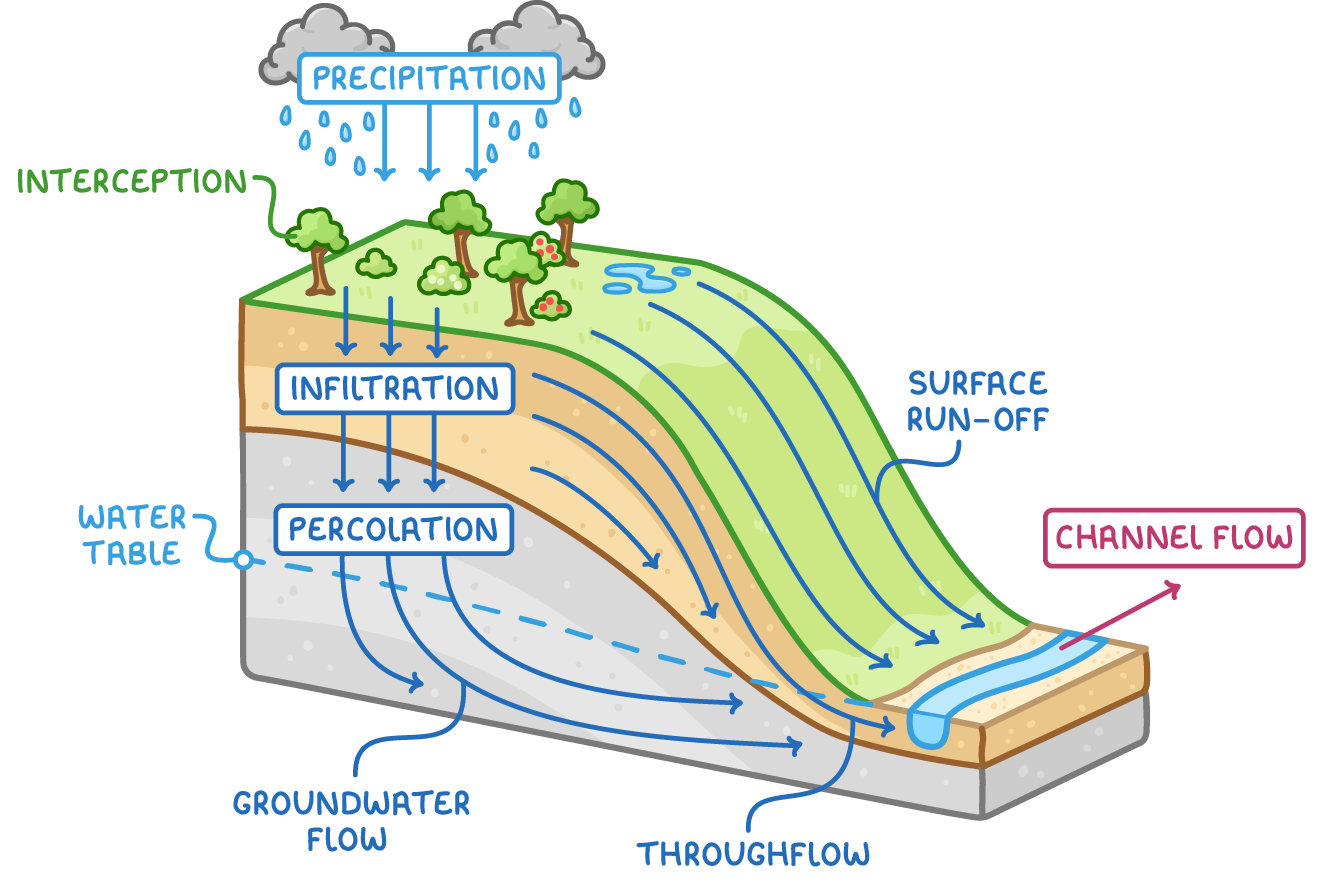 Cut-away hillside showing how water moves to a river. Precipitation falls, some is caught by trees (interception), and the rest runs over the surface (surface run-off), soaks into the soil (infiltration) or sinks into the rock below (percolation). Water then flows sideways through the soil (throughflow) and through the rock below the water table (groundwater flow) to the river, where it moves along the channel (channel flow).