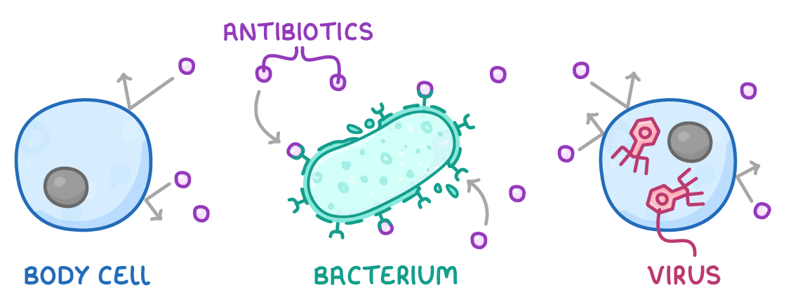 Three drawings side by side labelled body cell, bacterium and virus: small circles labelled antibiotics bounce off the body cell, attack the bacterium, and bounce off the cell containing viruses.