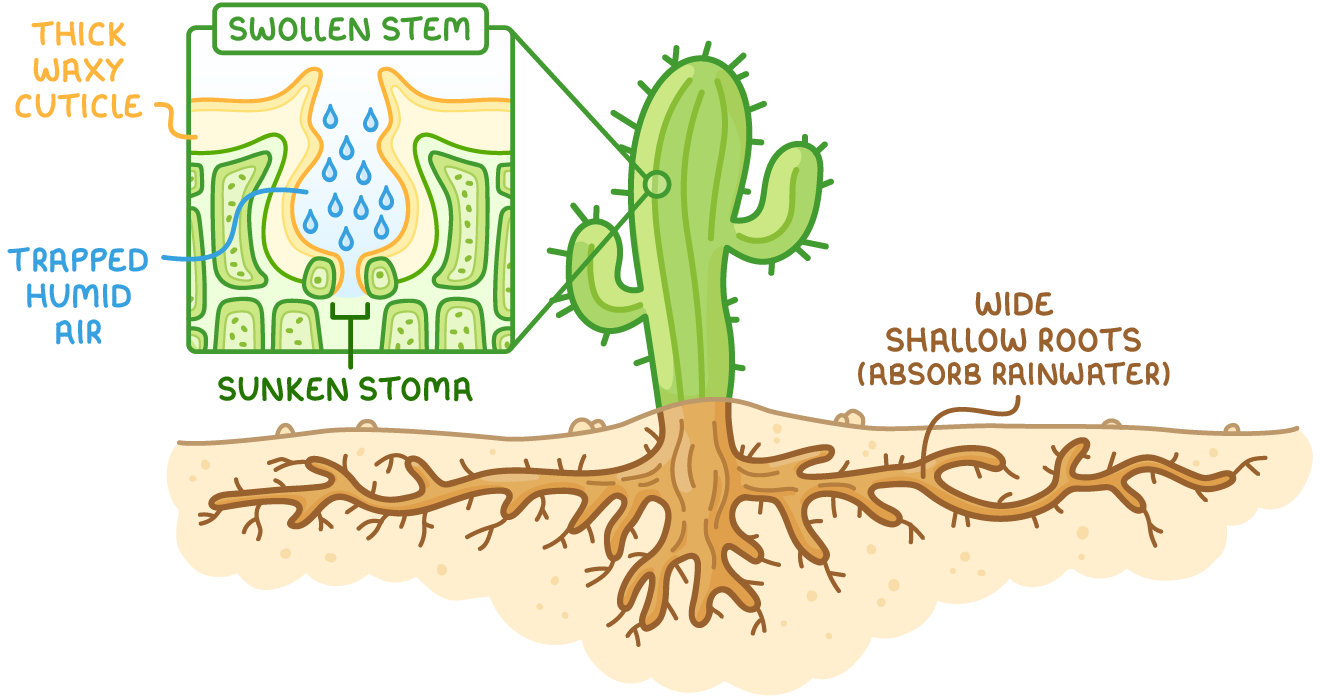 A cactus in sand with wide roots labelled wide shallow roots (absorb rainwater), and an inset from its swollen stem showing a sunken stoma below a thick waxy cuticle with trapped humid air.
