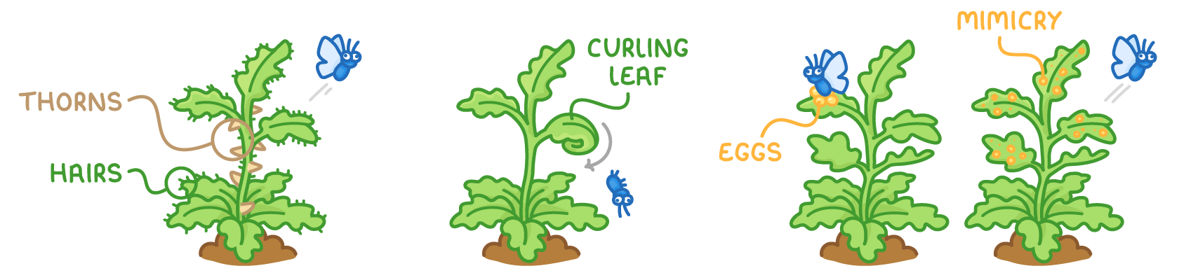 Four plants: one labelled thorns and hairs with a butterfly flying off, one with a curling leaf knocking off an insect, one where a butterfly lays eggs, and one labelled mimicry with spots.