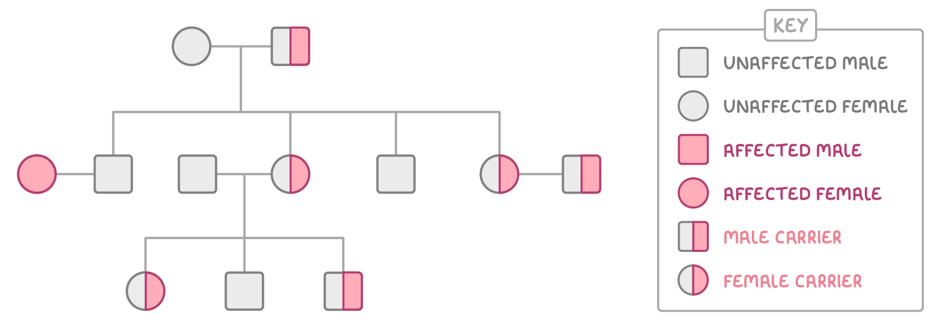 A three-generation family tree drawn in rows of squares and circles, unshaded, half-shaded or fully shaded, with a key labelled unaffected male, unaffected female, affected male, affected female, male carrier and female carrier.