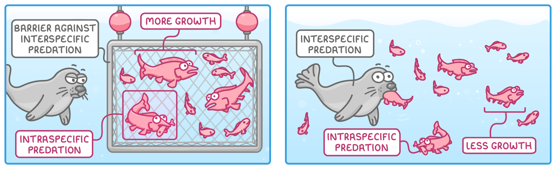 Two sea scenes: salmon in a net cage labelled barrier against interspecific predation, more growth and intraspecific predation, with a seal outside; and open water where the seal eats fish, labelled less growth.