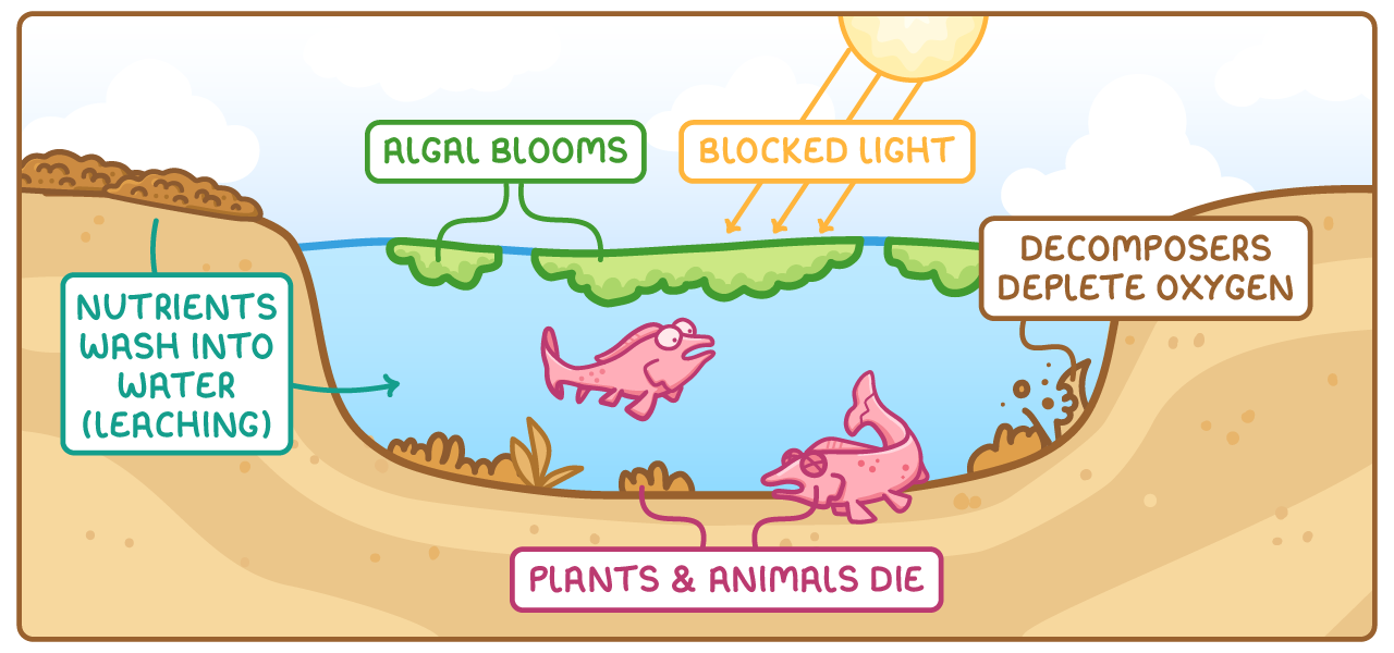 A cross-section of a lake labelled nutrients wash into water (leaching), algal blooms on the surface, blocked light from the sun, decomposers deplete oxygen, and plants and animals die beside two dead fish.