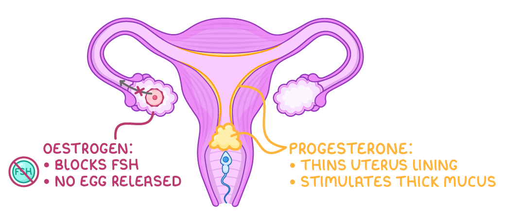 A front view of the female reproductive system with a crossed-out FSH symbol and labels reading oestrogen: blocks FSH, no egg released, and progesterone: thins uterus lining, stimulates thick mucus.