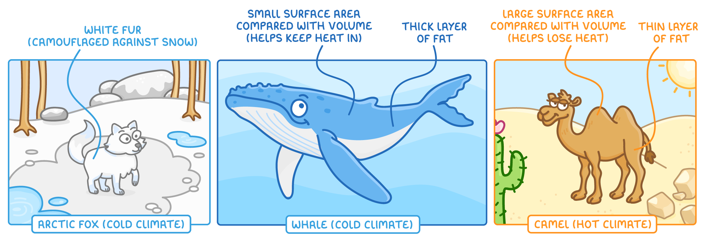 Three panels: an Arctic fox labelled white fur, camouflaged against snow; a whale labelled small surface area compared with volume and thick fat; a desert camel labelled large surface area and thin fat.