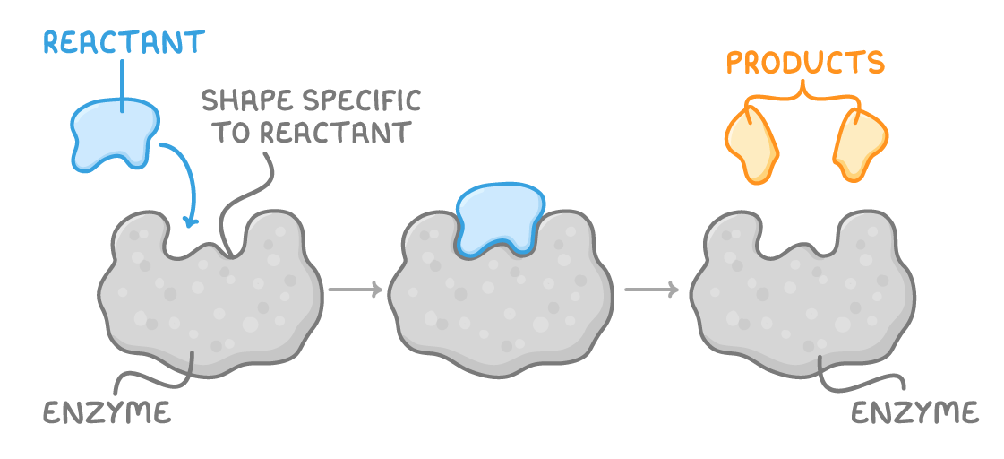 Three grey enzyme shapes linked by arrows: a blue reactant drops into a notch labelled shape specific to reactant, then fits inside it, then two orange products sit above the unchanged, empty enzyme.