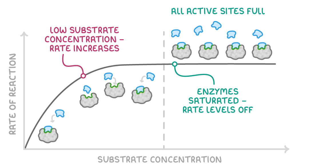A curve of rate of reaction against substrate concentration rising then flattening, with enzyme and substrate drawings below labelled low substrate concentration, rate increases and all active sites full, enzymes saturated, rate levels off.
