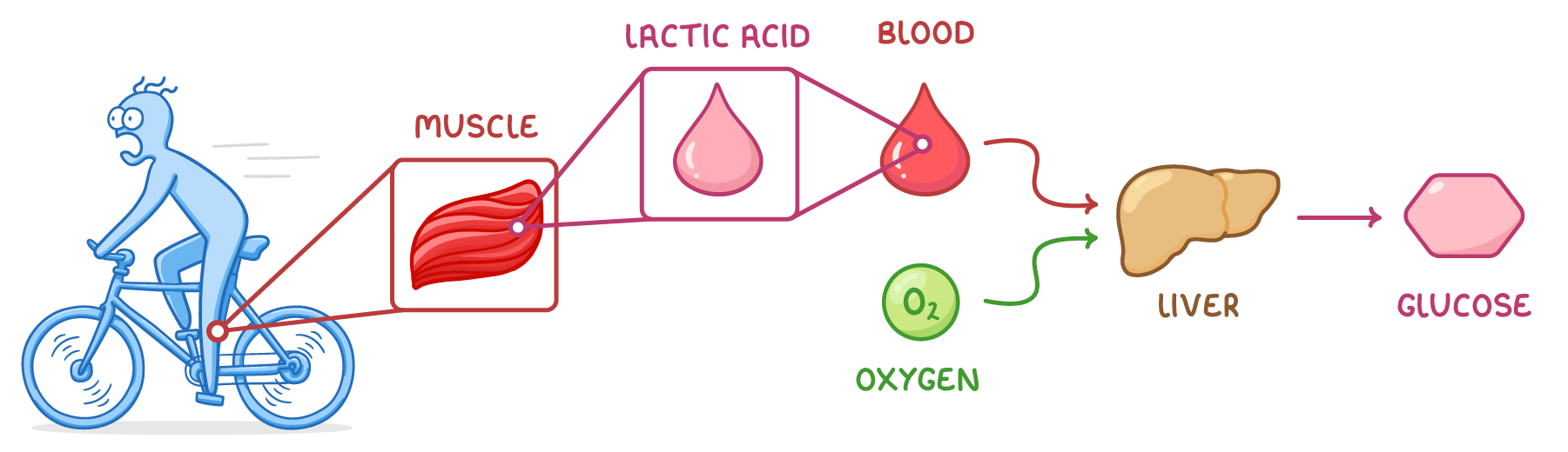 A cartoon cyclist with a zoom to a red muscle labelled muscle, then lactic acid, then a blood drop labelled blood, an arrow with oxygen into a liver, and an arrow to glucose.