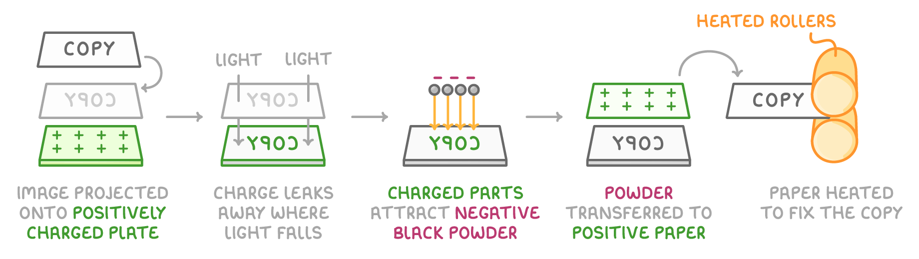 Five photocopier stages: image projected onto positively charged plate, charge leaks away where light falls, charged parts attract negative black powder, powder transferred to positive paper, then heated rollers fix the copy.
