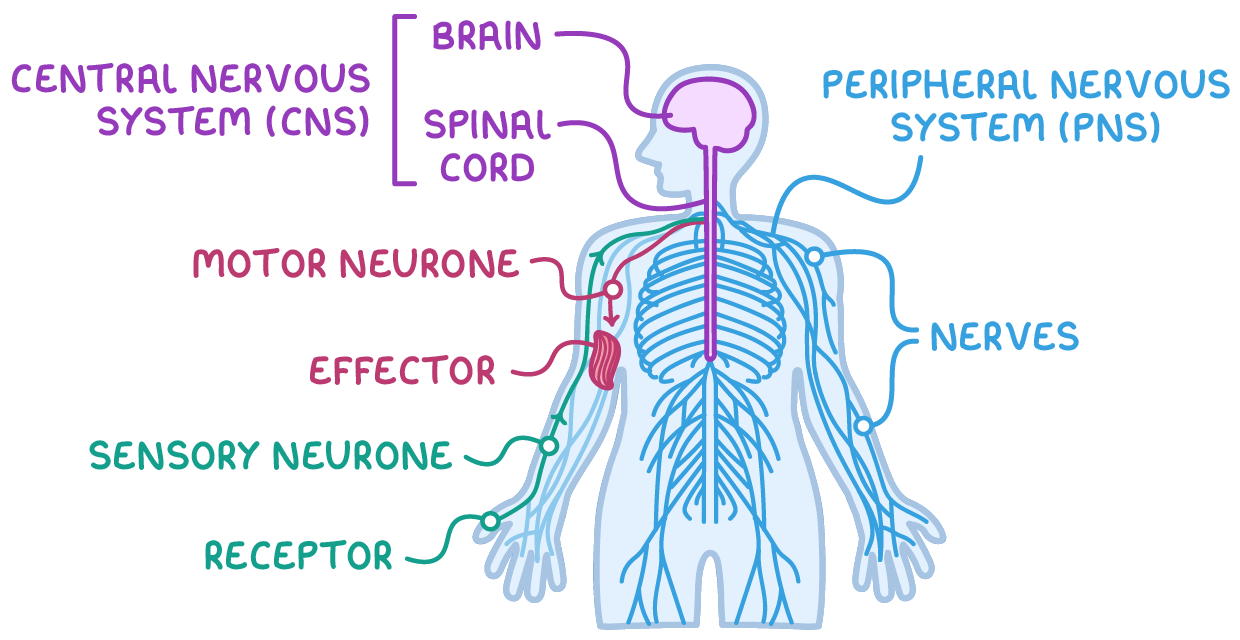 A human figure with the brain and spinal cord marked central nervous system (CNS), the nerve network marked peripheral nervous system (PNS), and an arm pathway labelled receptor, sensory neurone, motor neurone and effector.
