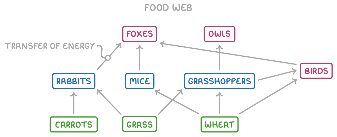 A food web with green boxes for carrots, grass and wheat at the bottom, blue boxes for rabbits, mice and grasshoppers, and pink boxes for foxes, owls and birds, arrows marked transfer of energy.