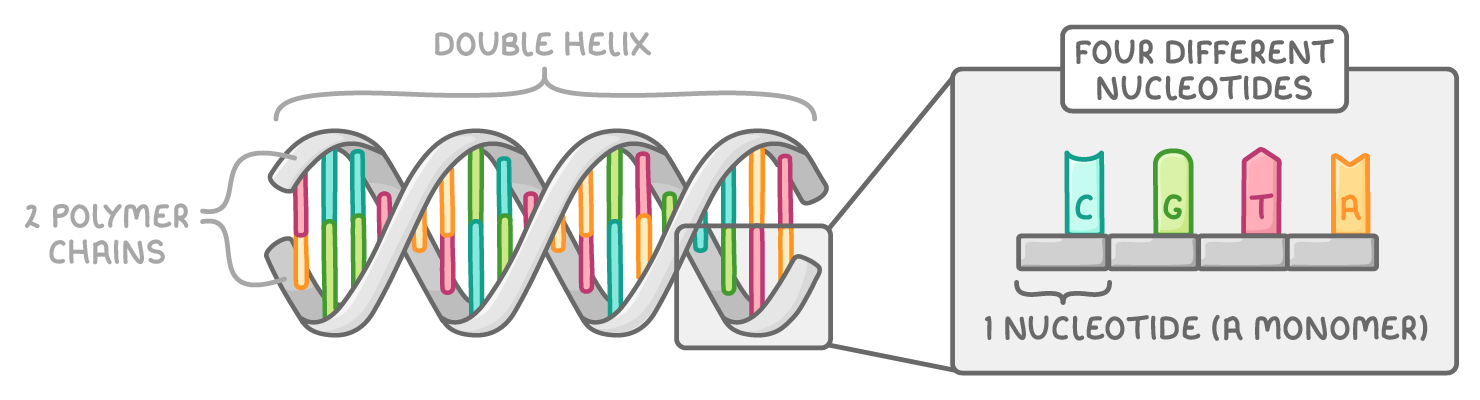 A DNA double helix labelled double helix and 2 polymer chains, beside a box of four coloured blocks lettered C, G, T and A, labelled four different nucleotides and 1 nucleotide (a monomer).