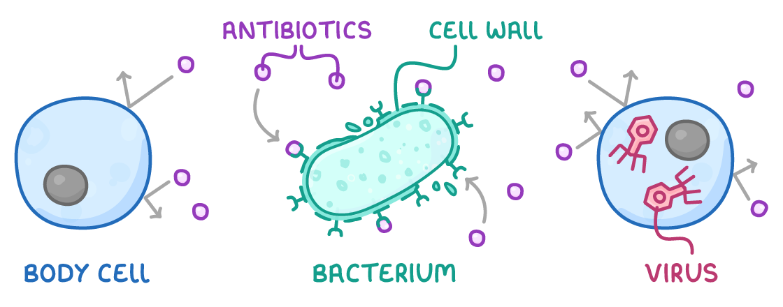 Three drawings side by side labelled body cell, bacterium and virus: small circles labelled antibiotics bounce off the body cell, attack the bacterium's labelled cell wall, and bounce off the cell containing viruses.