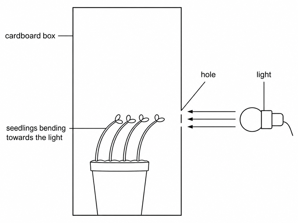 A pot of seedlings inside a cardboard box, with arrows from a lamp entering through a hole in one side, labelled cardboard box, hole, light, and seedlings bending towards the light.