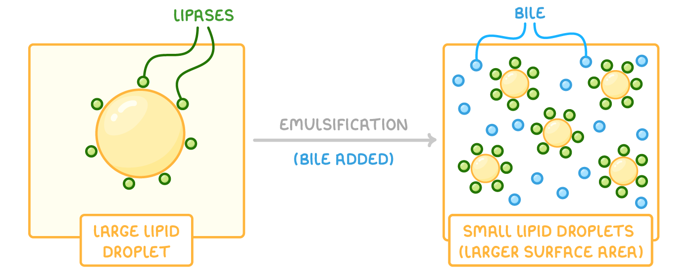 One large lipid droplet with lipases on its surface, and an arrow labelled emulsification (bile added) leading to many small lipid droplets, labelled larger surface area, each ringed by lipases with bile around them.