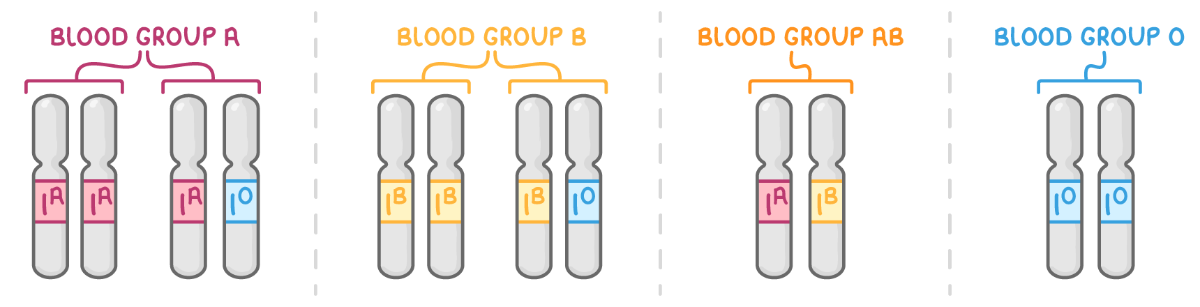Chromosome pairs labelled with alleles: blood group A as I^A I^A or I^A I^o, blood group B as I^B I^B or I^B I^o, blood group AB as I^A I^B, and O as I^o I^o.