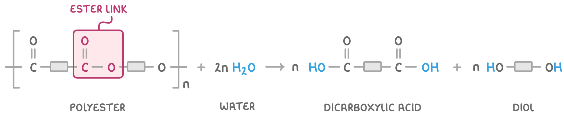 The polyester repeat unit in brackets with subscript n, plus 2n H2O, an arrow, then n dicarboxylic acid plus n diol, each named beneath, with the -CO-O- boxed and labelled ester link.