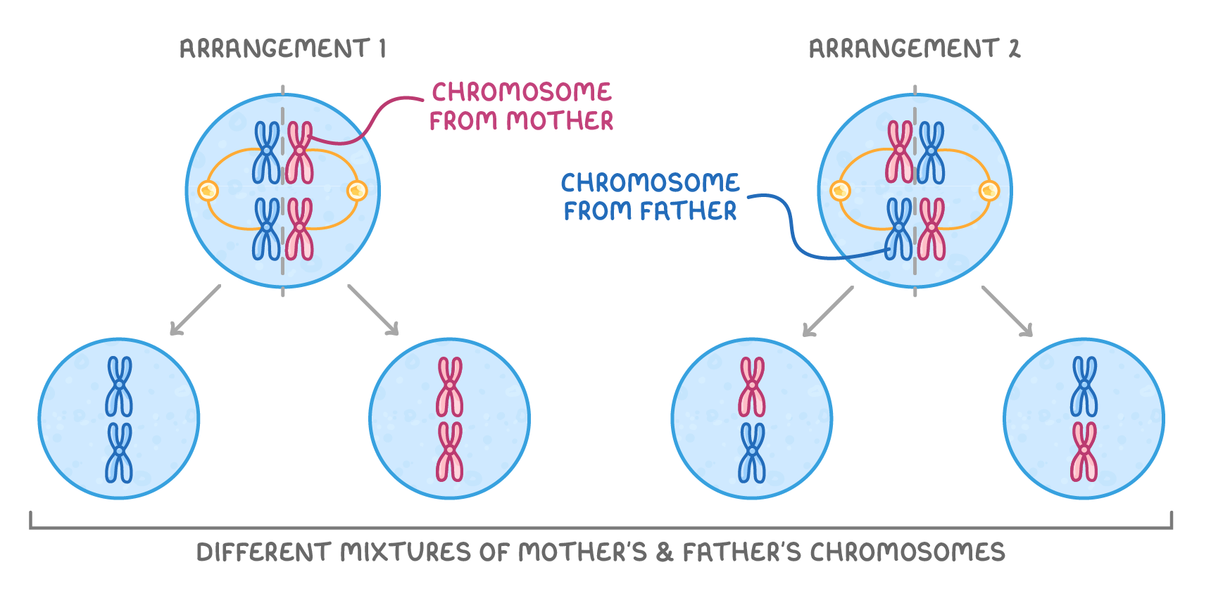 Two cells labelled arrangement 1 and arrangement 2, each holding two chromosome pairs labelled chromosome from mother and chromosome from father, lined up differently, with arrows down to four cells carrying different mixtures.