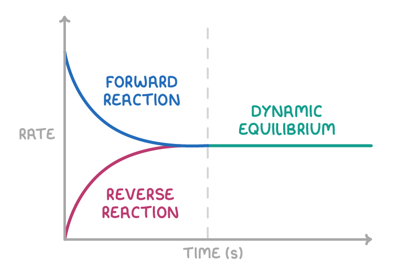 On a rate against time graph, a blue curve labelled "forward reaction" falls and a pink one labelled "reverse reaction" rises to meet it, then a green line labelled "dynamic equilibrium" runs level.