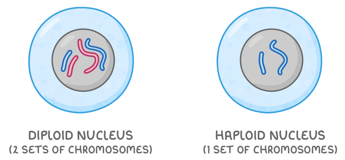 Two cells side by side: the left has four chromosomes in its nucleus, labelled diploid nucleus (2 sets of chromosomes); the right has two, labelled haploid nucleus (1 set of chromosomes).