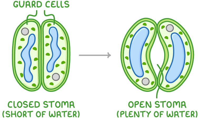 Two views of a pair of guard cells, the left pressed together and labelled closed stoma (short of water), the right curved apart with a gap between them, labelled open stoma (plenty of water).