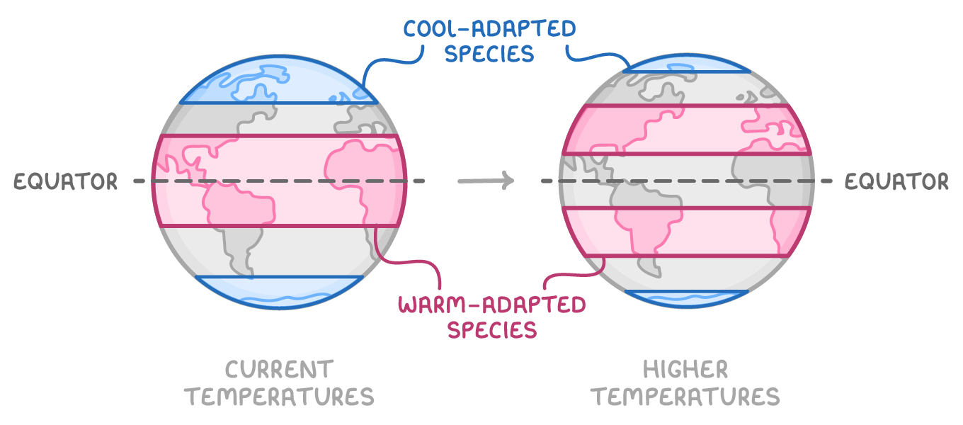 Two globes with an arrow between, one labelled current temperatures and one higher temperatures; coloured bands mark cool-adapted species near the poles and warm-adapted species around the equator, wider and shifted polewards.