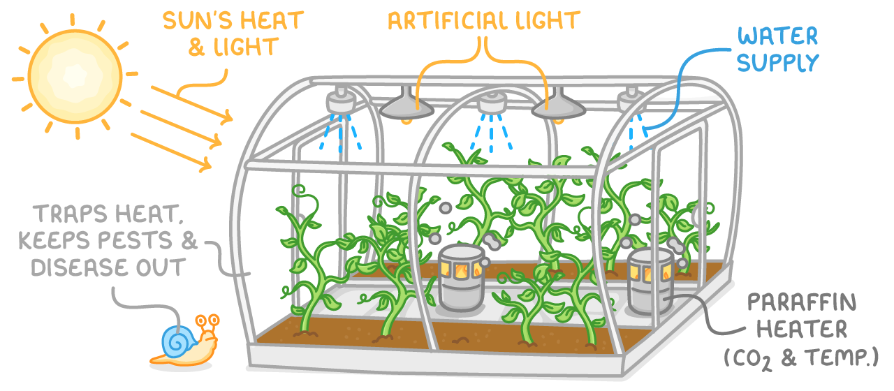 A glasshouse of green plants with the sun outside, labelled sun's heat and light, artificial light, water supply, traps heat, keeps pests and disease out, and paraffin heater for carbon dioxide and temperature.